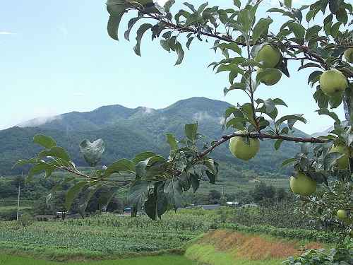 거창군 고제면은 홍로라는 사과 품종으로 유명한 곳이다. 지금은 사과들이 푸른 빛을 띠지만 8월 말 정도 되면 아주 '새빨간' 사과가 된다. 뒤쪽에 보이는 산은 삼봉산이다.  



