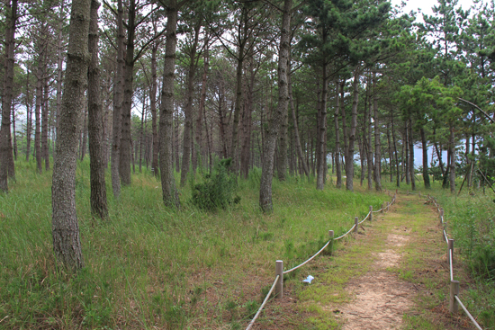 시목해수욕장 백사장 뒤로 난 수림대 숲길. 왕복 2.5km의 소나무숲길이다. 