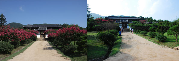 배롱나무가 피어있는 병산서원 입구가 예년(좌)과  금년의 모습(우)이 대조적이다