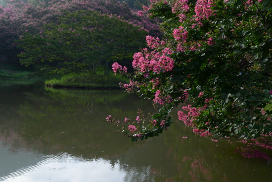 배롱 꽃이 연못에 반사되어 운취가 있다.