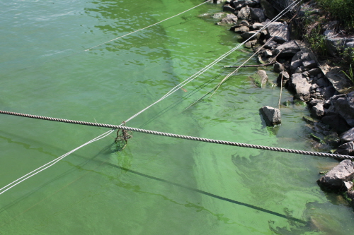 금강 하류 일부 구간에서는 여전히 짙은 녹색의 녹조를 쉽게 확인할 수 있다.