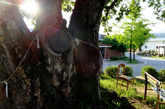 용문면사무소 앞에 마을 수호신처럼 서있는 커다란 느티나무. 
