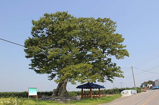 추포도에 있는 보호수. 그 기개가 예사롭지 않다. 나무 한 그루 보호하듯 희생과 헌신으로 나라의 틀을 이들을 예우해야 하지 않을까.