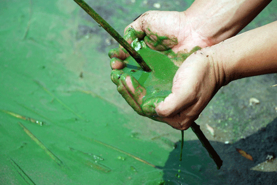 손으로 떠 보인 강물은 상상 이상으로 녹색을 띠고 있다.