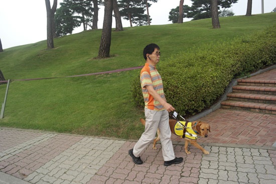 안내견학교 구내식당 앞 잔디 언덕 계단 앞에서 보행하는 풍요와 아빠