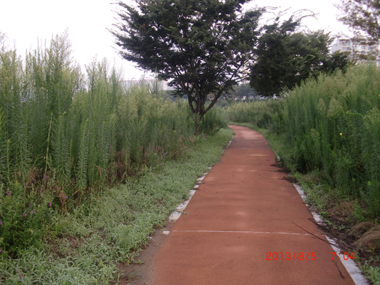 밀양 강변의 산책로 집에서 밀양강까지 이어지는 산책로. 들풀 하나는 매일 새벽 이 길을 걷는다. 그리고 온갖 풀벌레들과 들풀들과 대화를 나눈다. 비틀거리지 말고 똑바로 걸어야겠다.