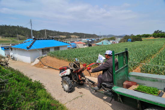 마늘밭 전경  밭에서 일하시고 돌아가는 주민 