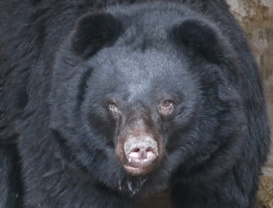 전국 53개 농가, 998마리 사육곰 중 약 10%는 정신적, 정신적 장애를 앓고 있다.