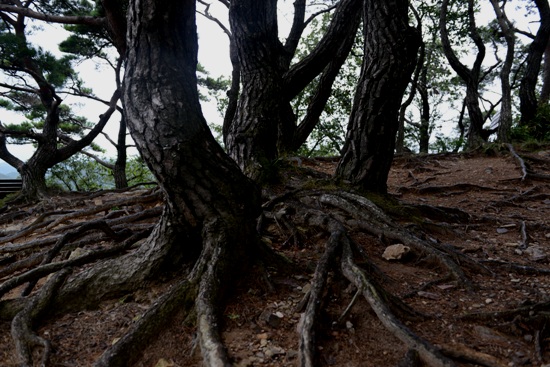 여러가지 모양의 소나무들이 자라고 있다. 특히 바위산이라 나무가 도저히 자라지 못할 것 같은데 소나무 군락을 이룬다.