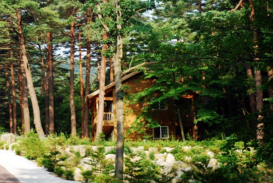 1988년 생겨난 대관령 자연 휴양림은 한옥 고택처럼 안락하고 포근한 기분이 드는 곳이다.