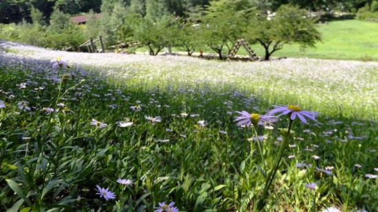 예쁜 들꽃 벌개미취가 펼쳐져 살고 있는 휴양림내 야생화 길.