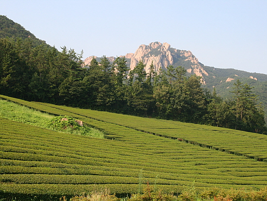 비교적 산세가 완만한 육산(肉山)으로 산줄기에 차밭이 있다
