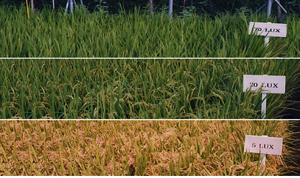  야간밝기(조도)별 벼의 생육상태(위쪽부터 차례대로 70, 20, 5룩스) 