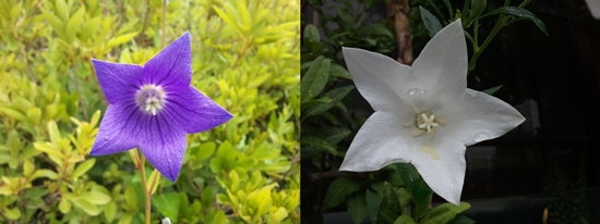 흰색과 보라색이 있다. 보통 야생 도라지꽃은 보라색, 재배용은 흰색으로 구분한다.