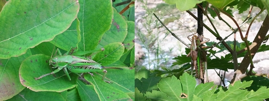 여치 들꽃을 찾다 여치를 만났다. 꼬리가 달린(좌측)녀석이 암컷이고, 꼬리가 없는 것(우측)이 숫놈이다.