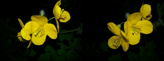 꽃 이름이 예쁘다. 줄기를 자르면 애기똥 색인 노란색 진이 나온다고 해서 붙여진 이름이다.