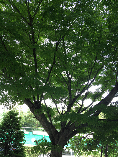 어머니방 창밖 단풍나무의 모습