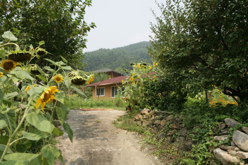 '과천댁' 김영희 씨의 집. 한적한 산골마을 풍경 그대로다.