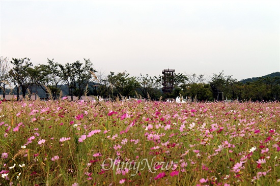  시흥갯골축제