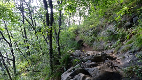 칠족령 가는 수목 가득한 오솔길, 왼편 비탈 아래로 동강이 흐른다.