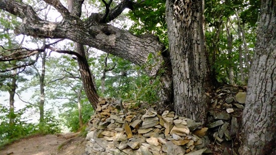 평창 문희마을과 정선 제장마을의 갈림길에 서있는 오래된 성황나무. 