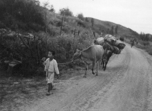  한 소년이 소를 몰고 피난길을 떠나고 있다(마곡리, 1951. 8. 20.).