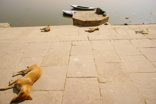 바라나시 갠지스 강가에서 낮잠을 자는 개들과 한 남자 