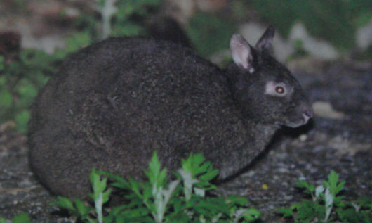 　　아마미오시마 섬의 고유종인 검은 토끼입니다. 귀가 작습니다. 