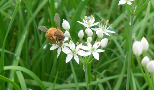 꿀벌이 부추꽃을 찾아 친구하고 놉니다.