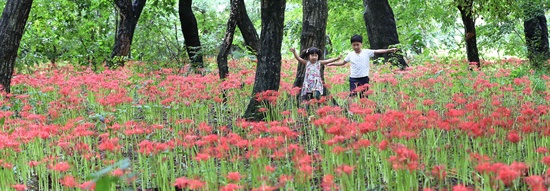 함양 상림공원의 꽃무릇.
