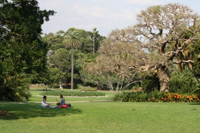 보타닉 정원에는 오래된 고목나무가 많다. 