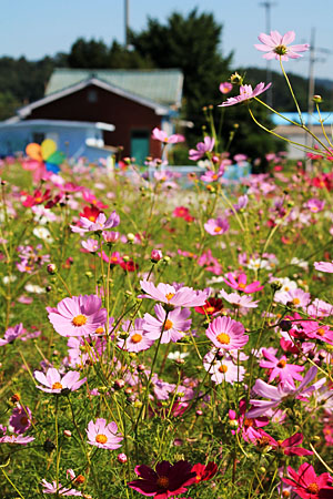 만종역, 코스모스 꽃밭.