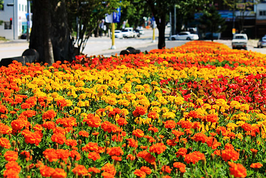 춘천역 앞 꽃밭.