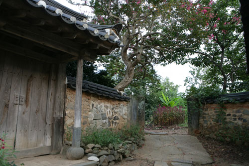 홍기응 가옥의 배롱나무. 건물과 나무에서 세월의 더께가 묻어난다. 