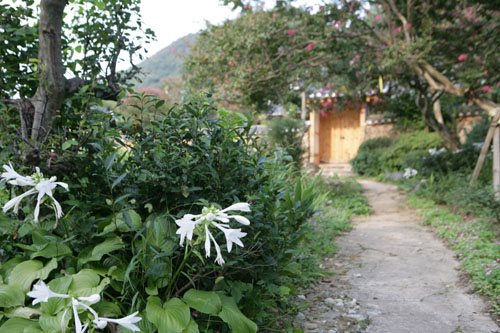 홍기창가옥에 핀 옥잠화. 홍기창가옥은 도래마을에 있는 풍산홍씨 고택 가운데 하나다.