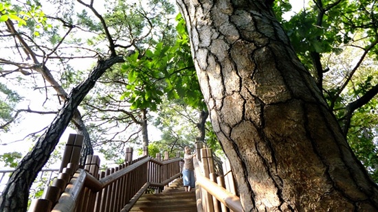 청령포의 층암절벽과 능선에 살고 있는 나무들 사이를 따라 산책로가 잘 나있다. 