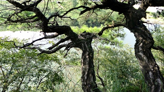 청령포의 뒤편 절벽위에서 활엽수들과 경쟁하며 살고 있는 야생 소나무들.  