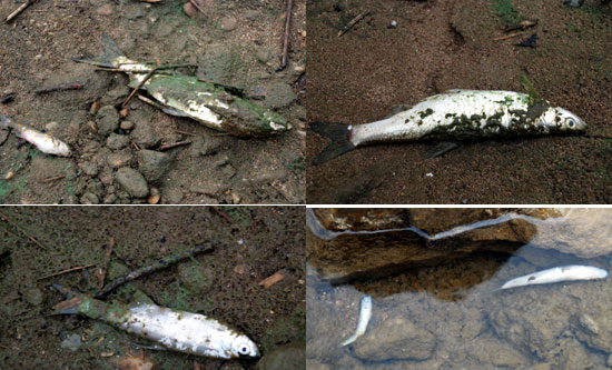 세종시 대교천, 부여군 수상공연장, 익산시 웅포대교 등 가는 곳마다 죽은 물고기가 녹조를 뒤집어쓰고 죽어 있었다.