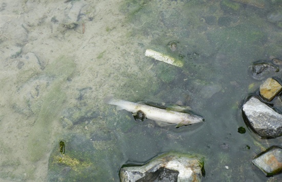25일 오후 창원시 마산회원구 소재 산호천에서 물고기가 죽은 채 발견되었다. 