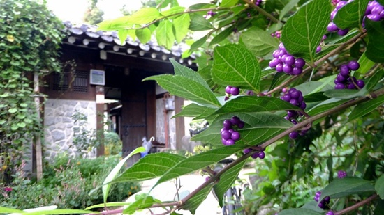 수풀과 만발한 꽃들이 여행자를 반기는 시골 외갓집 같은 북촌 서울 게스트하우스.