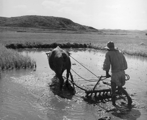 전란 중이지만, 한 농부가 뒤늦게 모내기를 하고자 써레로 논바닥을 고르고 있다(1951. 7.).