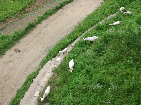 평양~묘향산고속도로 중, 청천강 금성다리 아래에서 풀을 뜯어먹고 있는 양떼들(2005. 7. 24.).