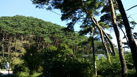 안면암 입구의 소나무 숲
