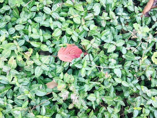 들풀위에 얹어진 빨간 단풍잎.