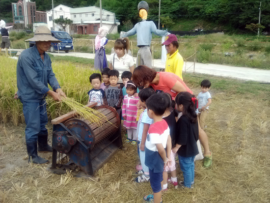 유치원생 아이들이 거제 삼거동 청사초롱 체험마을에서 옛날 탈곡기로 벼 수확을 하는 체험활동을 하고 있다. 신기롭다는 표정을 짓는 아이들의 모습이 행복 가득하다.