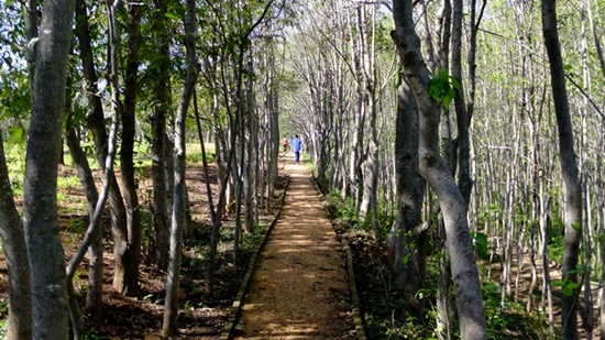 다산초당으로 가는 들머리의 빼곡한 두충나무 숲. 