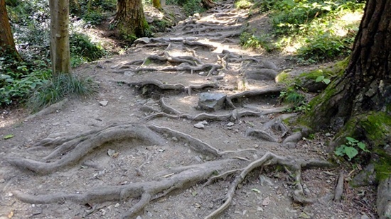 땅에 내딛는 발걸음이 조심스러웠던 뿌리의 길.  