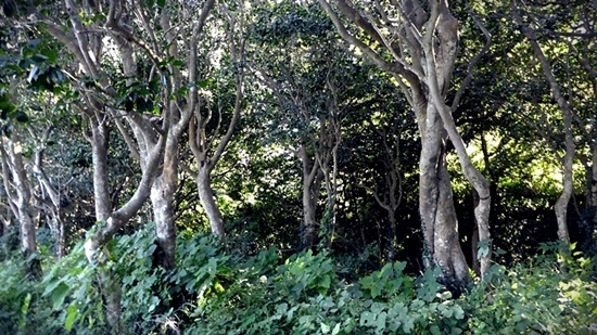 수백년 묵은 천연기념물 동백나무 군락이 백련사 주위에 울울창창하게 펼쳐져 있다.