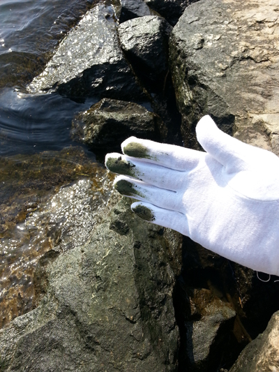 경인아라뱃길 주운수로 호안에선 쉽게 녹조류의 흔적을 발견할 수 있다.  