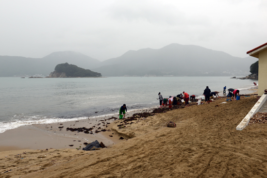 경남 거제 구조라해수욕장. 태풍이 지나간 자리에 많은 양의 조개가 모래사장에 흩어져 있다.